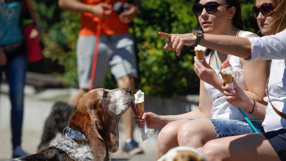 A dog being fed an ice cream by its owner