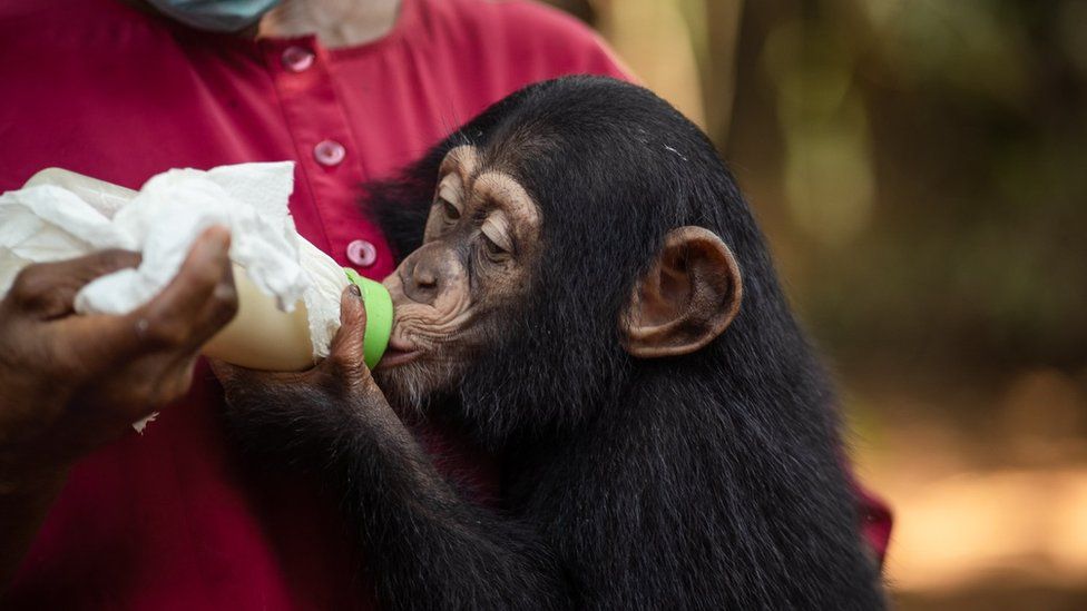 Celia was rescued with burn wounds from local hunters in Sierra Leone. She is being fed milk by a care staff.