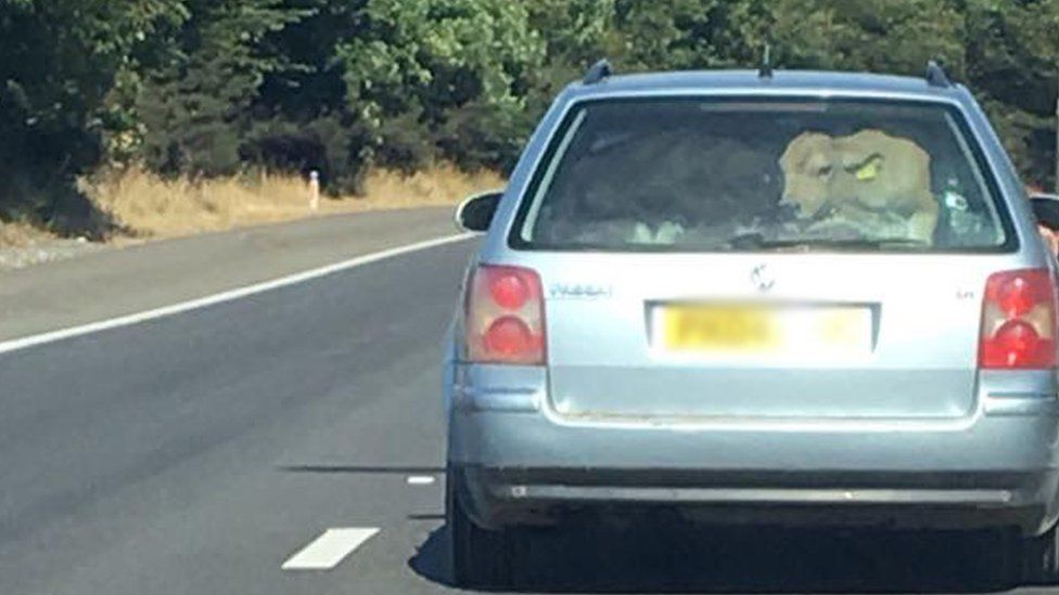 A VW Passat estate car on the motorway - a cow can be seen in the boot in the rear window