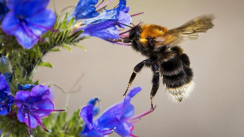 Bee