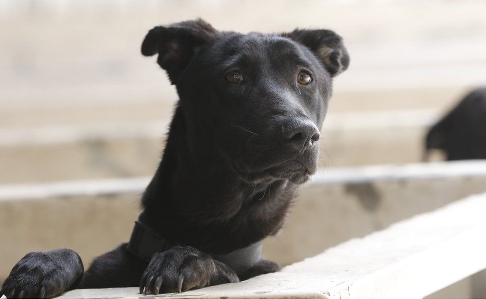 A black dog in the shelter, looking at the camera