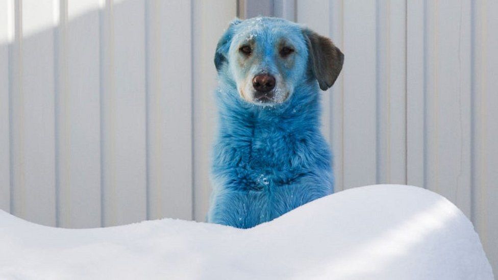 Собака с синей шерстью у ветеринаров в Нижнем Новгороде, Россия, 19 21 февраля