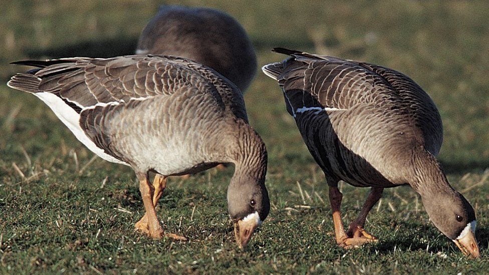 The hunting of Greenland white fronted geese has been banned in Wales