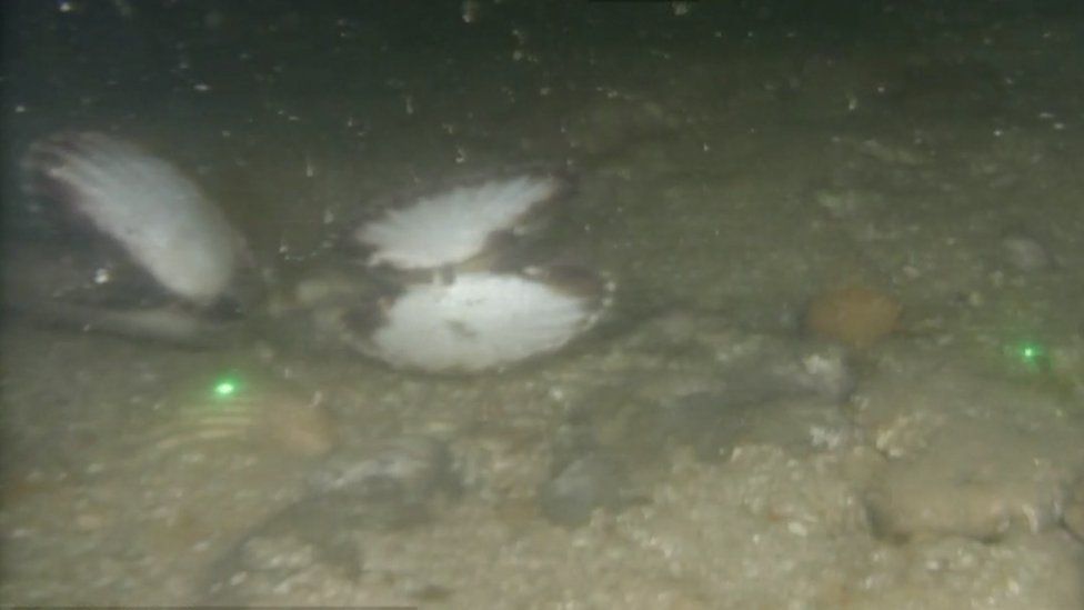 Dead scallops on seabed