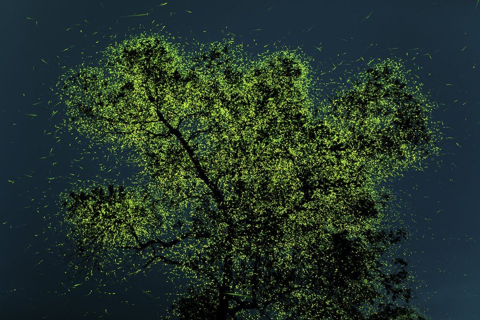 A tree in India covered with glowing fireflies