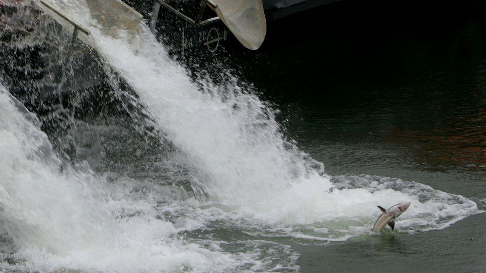 A Chinese sturgeon is released into the river near Jingzhou in 2007