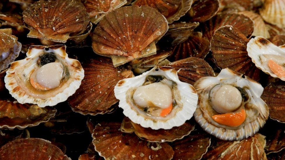 Scallops on a market stall during an annual celebration in Port-en-Bessin, France