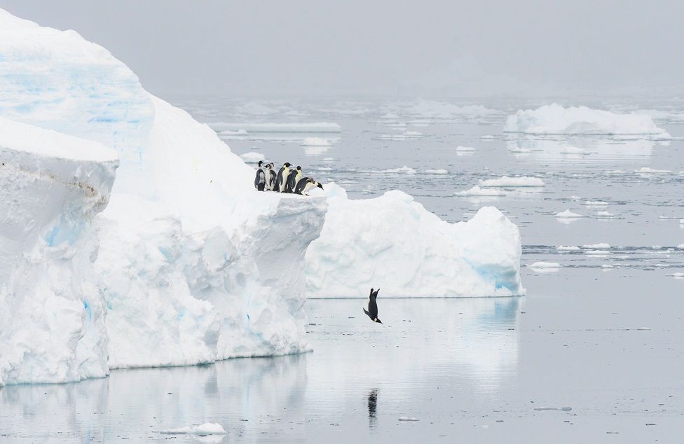 Пингвины стоят на краю айсберга, а один прыгает в