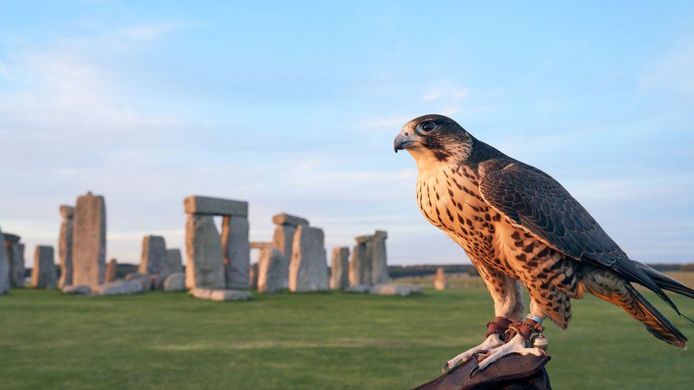 Falcon at Stonehenge