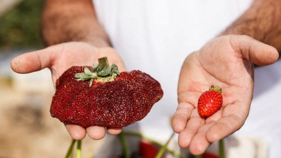 Picture of world's heaviest strawberry next to a normal sized strawberry
