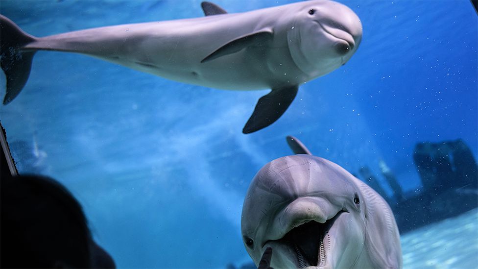 A dolphin swims with a baby dolphin, in the blue water