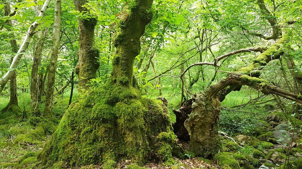 The Burnbanks Oak in Cumbria