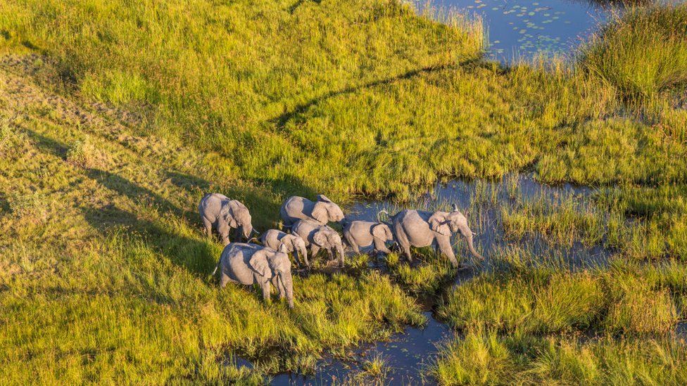 ช้างในสามเหลี่ยมปากแม่น้ำ Okavango
