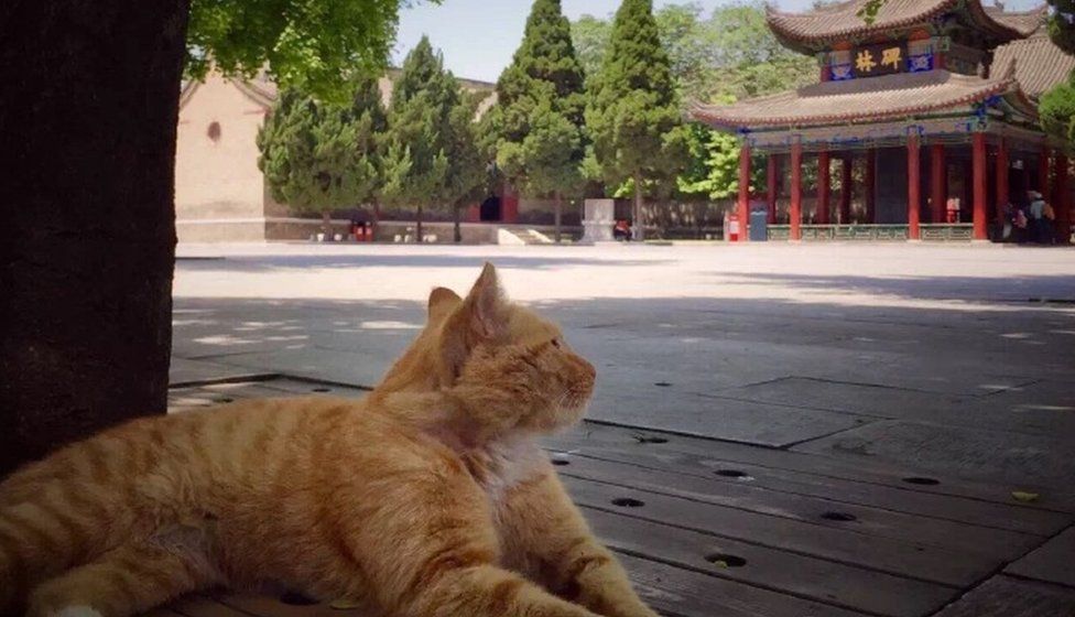 One of the cats with a temple building in the background