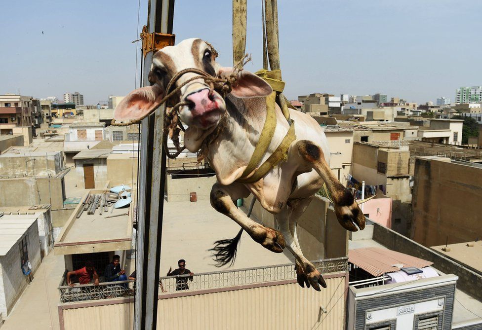 A bull lifted from a building