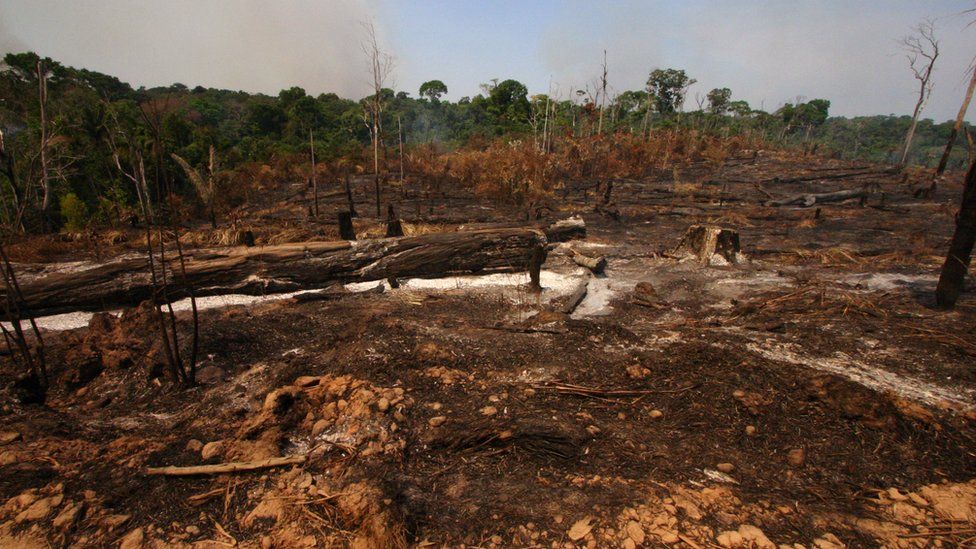 Вырубка лесов в Амазонии