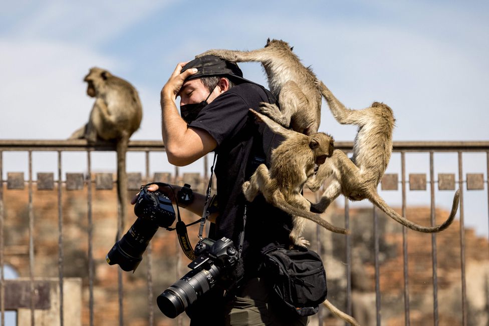 Macaque monkeys climb on to a news photographer at the Phra Prang Sam Yod temple during the annual Monkey Buffet Festival in Lopburi province, north of Bangkok, on 28 November 2021