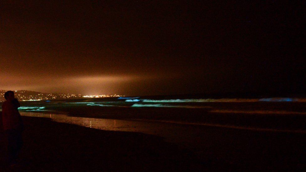 Distant city lights contrast with the algae riding the waves