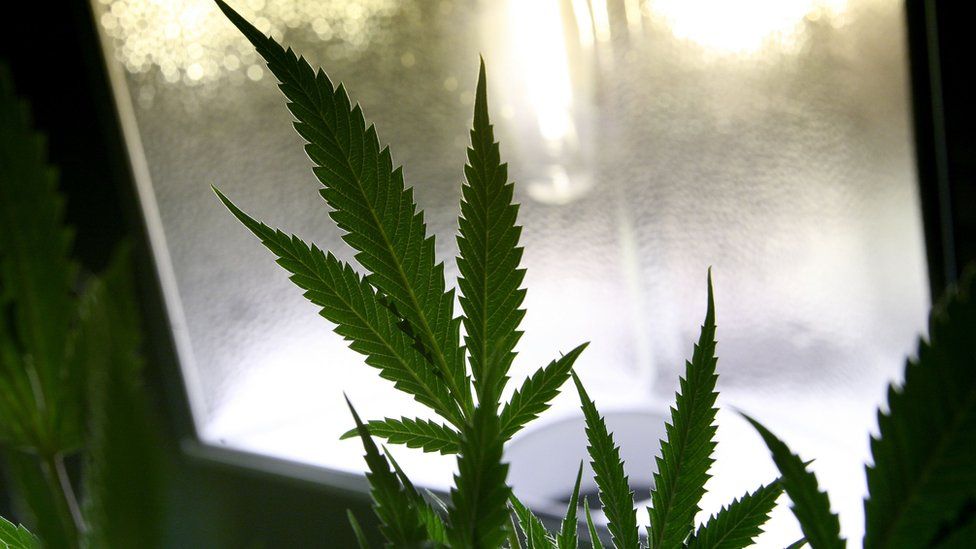 The leaf of a marijuana plant is seen under a grow light