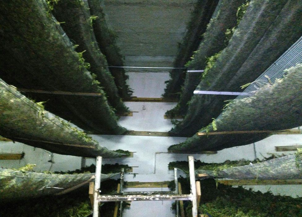 Cannabis in warehouse