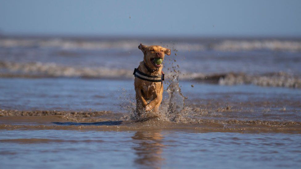 A dog paddles on Barry Island during April's heatwave