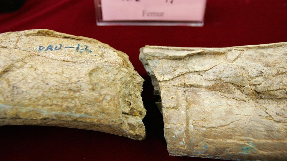 Fossilized bones of a gigantic theropod dinosaur on display in Beijing