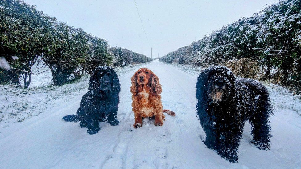Snowy spaniels in Ballykelly