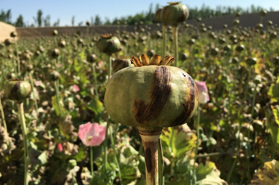 Afghanistan Opium Production Up 43 UN Drugs Watchdog BBC News    89820486 Poppy Field 976 