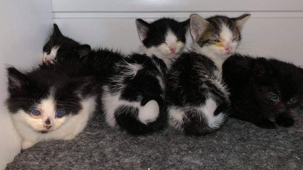 Firefighters help find five stray kittens in Birmingham - BBC News