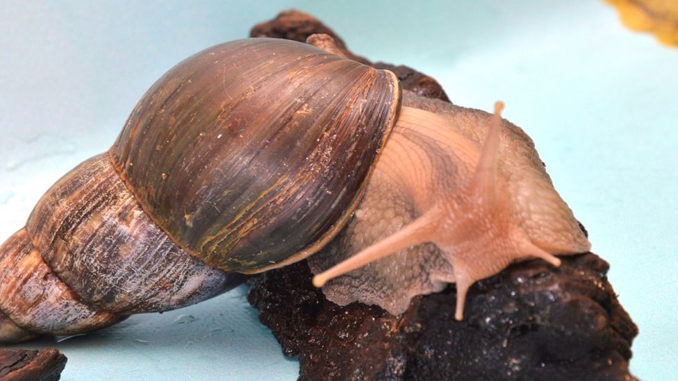 Giant African land snails have invaded a town in Florida! BBC Newsround
