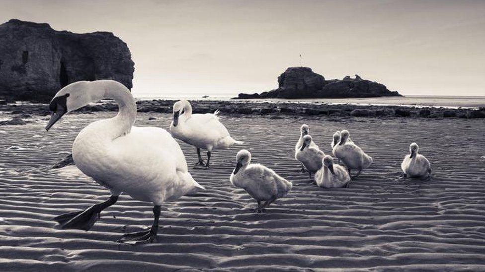 Swans on the beach