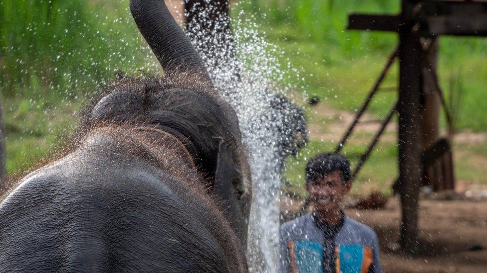 An elephant playing in Surin