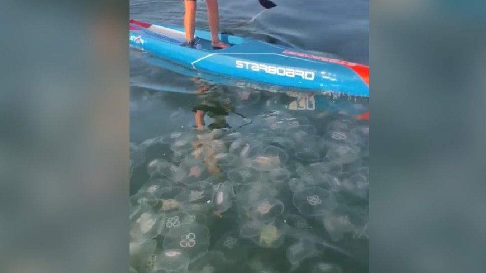 Jellyfish in sea off Norfolk coast