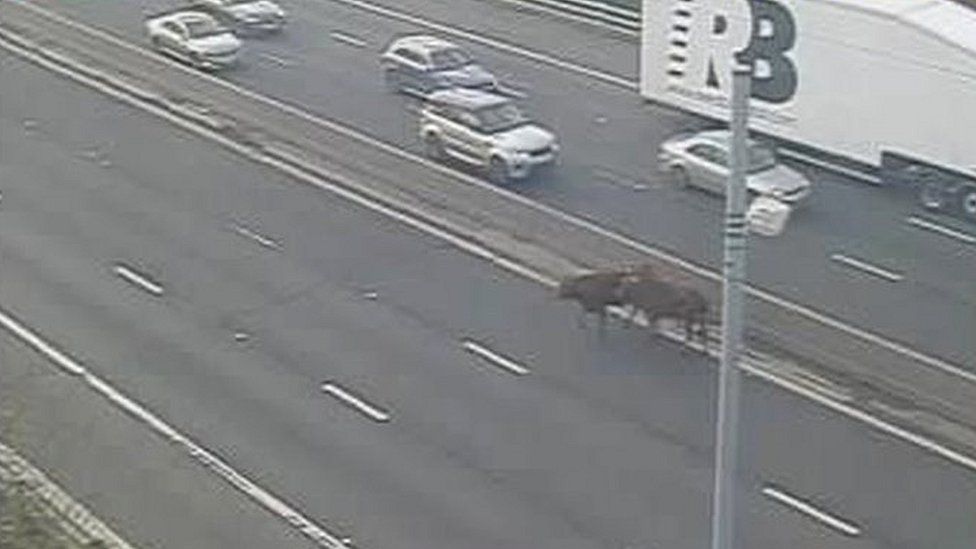 Cows on M1