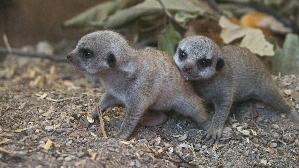 Two baby meerkats at Welsh Mountain Zoo