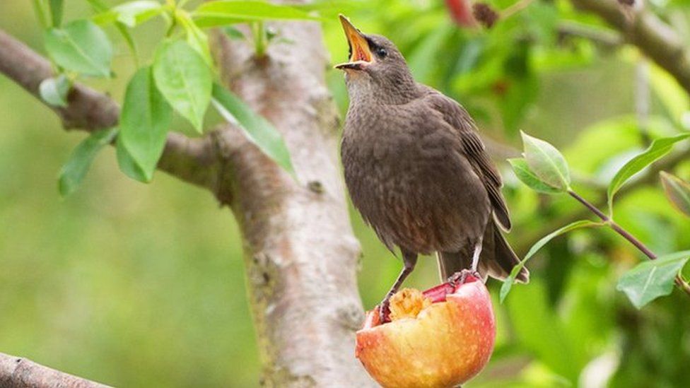 Bird stands open-mouthed on an apple that's been left as food on a tree branch