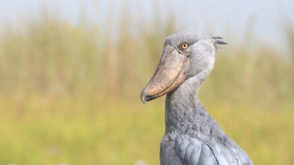 The Shoebill,, a large bird that lives in wetlands and swamps across Africa