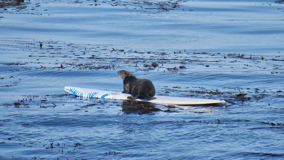 Otter 841 rides a surfboard