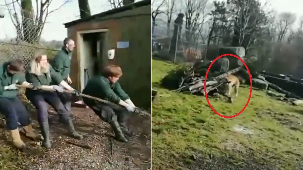 Staff at Dartmoor Zoo in a tug-of-war against a tiger.