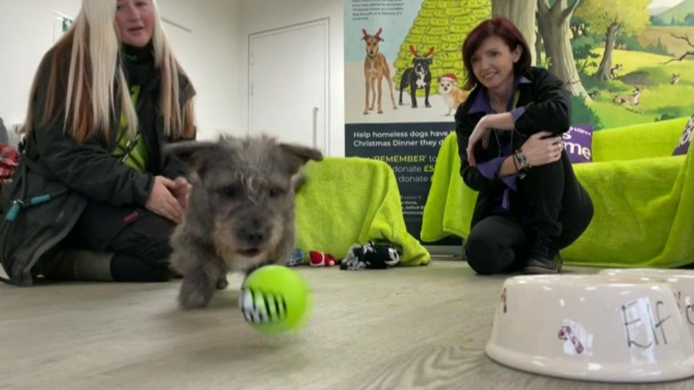 Birmingham store dog home