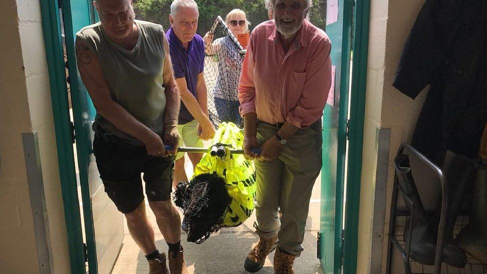 Seal being brought to RSPCA