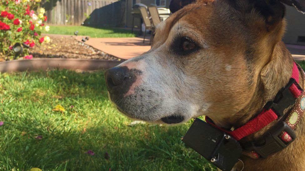 Electric shock collars for pets to be banned - BBC News