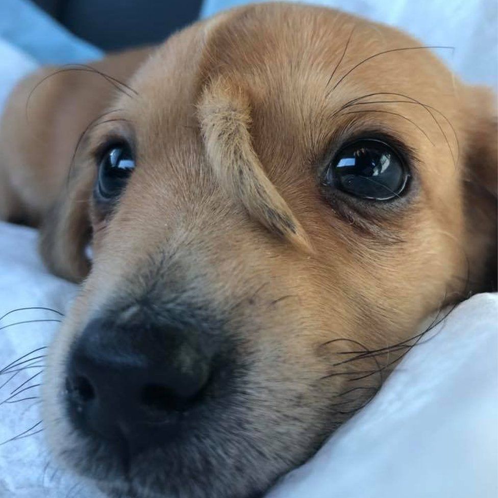 Narwhal Puppy With Extra Tail On His Head Rescued Bbc News