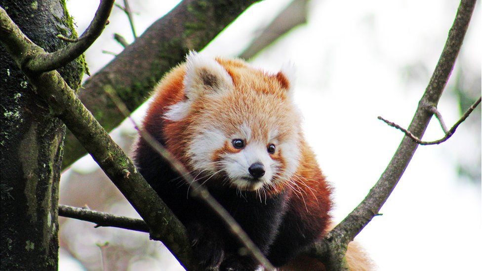 Red pandas are also known as 'lesser' panda or 'firefox'.