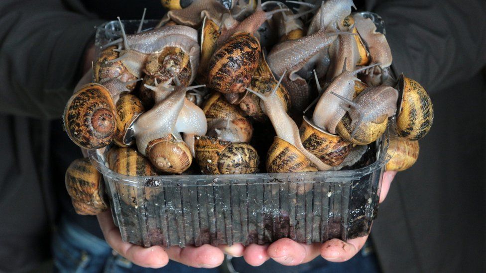 A container full of snails