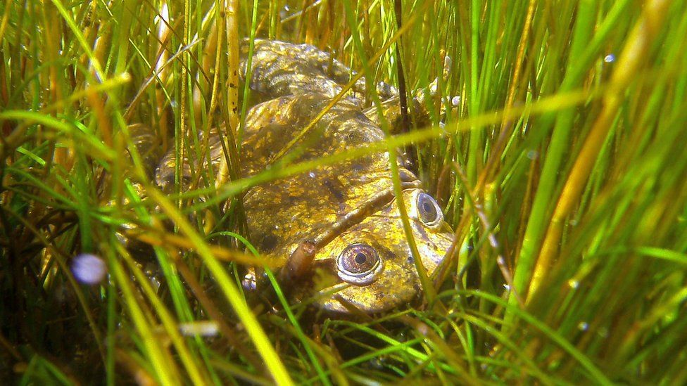A Lake Titicaca giant frog in its habitat