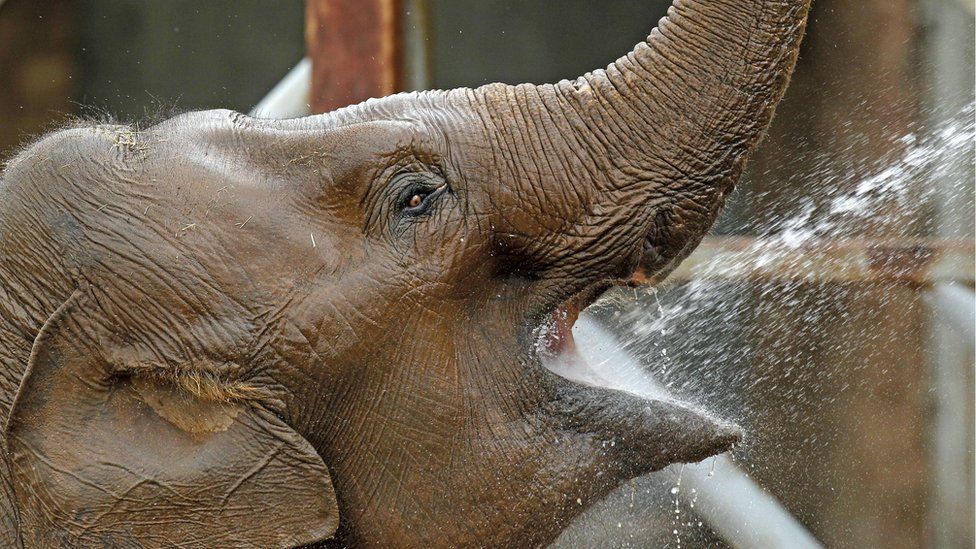 elephant drinks water