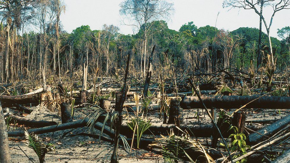 Undated image of deforestation in the Amazon rainforest, Brazil