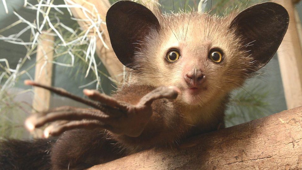 The strange aye-aye (Daubentonia) of Madagascar