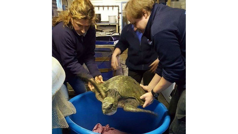 'Menai' the turtle at Anglesey Sea Zoo